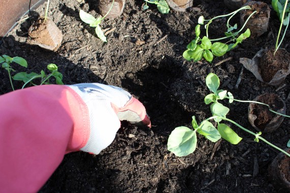 Dig holes for planting