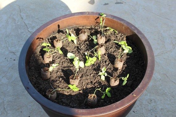 Place your seedlings