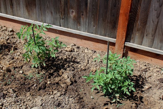 Tomato Plants